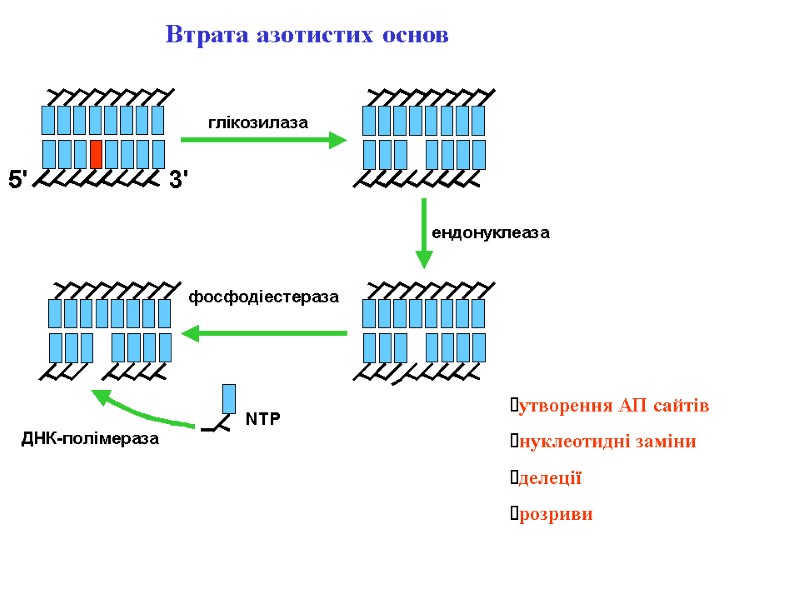 Втрата азотистих основ утворення АП сайтів нуклеотидні заміни делеції розриви